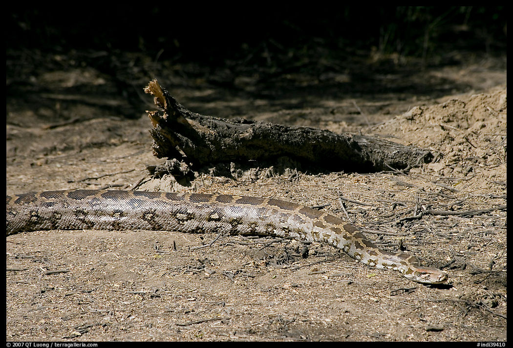 Python snake, Keoladeo Ghana National Park. Bharatpur, Rajasthan, India