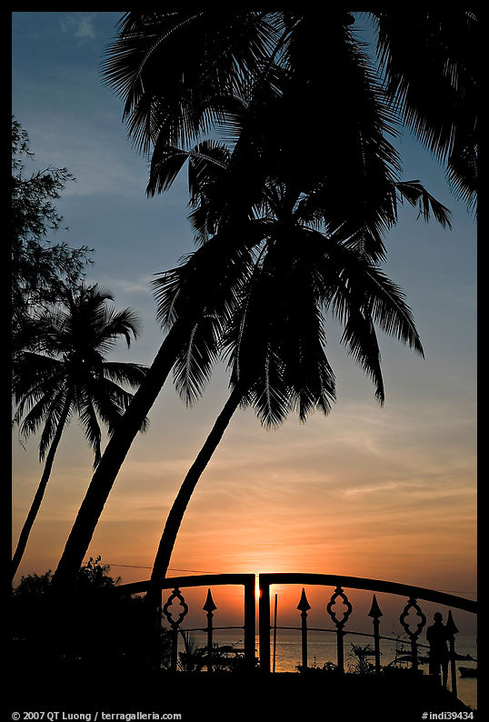 Palm trees and fence at sunrise. Goa, India
