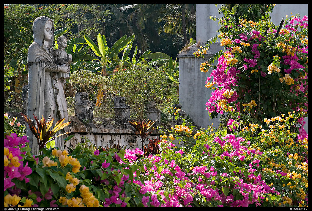 Flowers in yard of Convent of St Monica , Old Goa. Goa, India