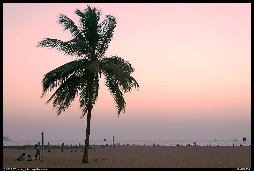 Coconut tree on Miramar Beach, sunset. Goa, India