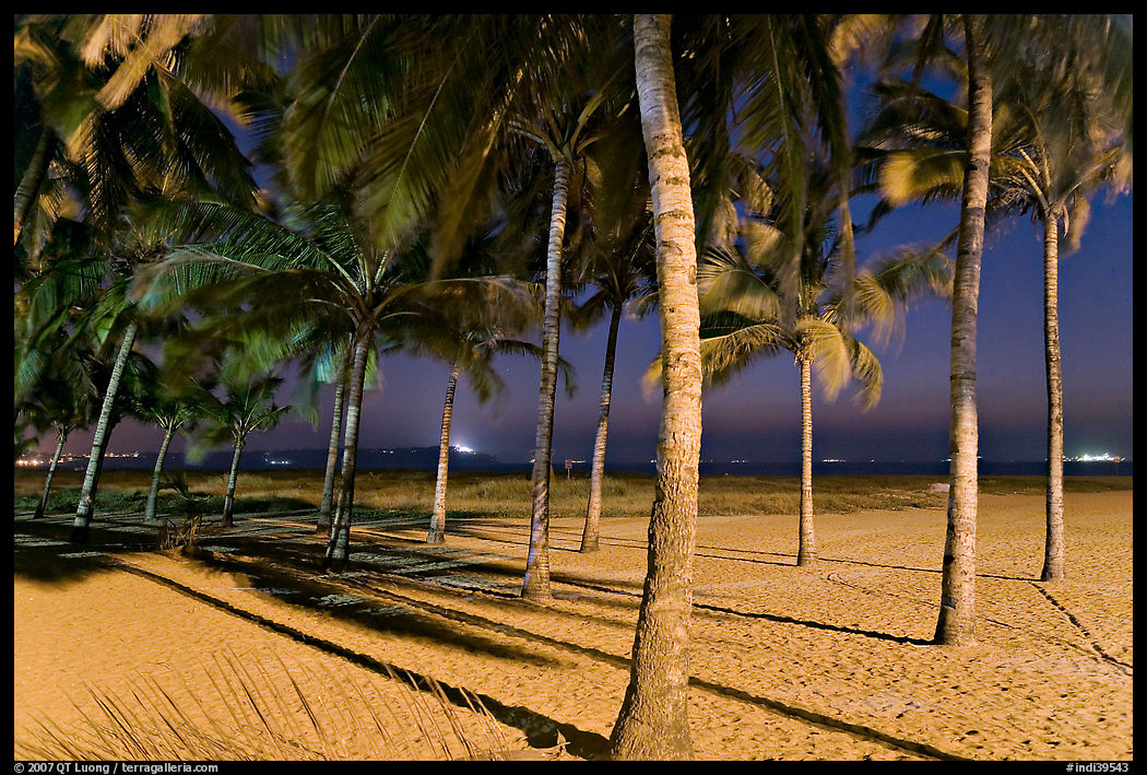Palm trees and Miramar Beach at twilight. Goa, India