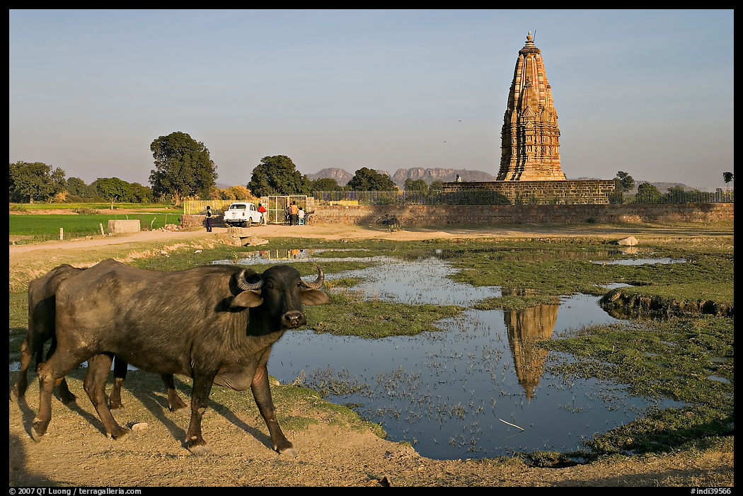 Javari Temple in rural setting with pond and caw, Eastern Group. Khajuraho, Madhya Pradesh, India