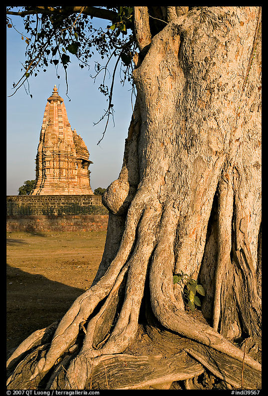Tree and Javari Temple, Eastern Group. Khajuraho, Madhya Pradesh, India