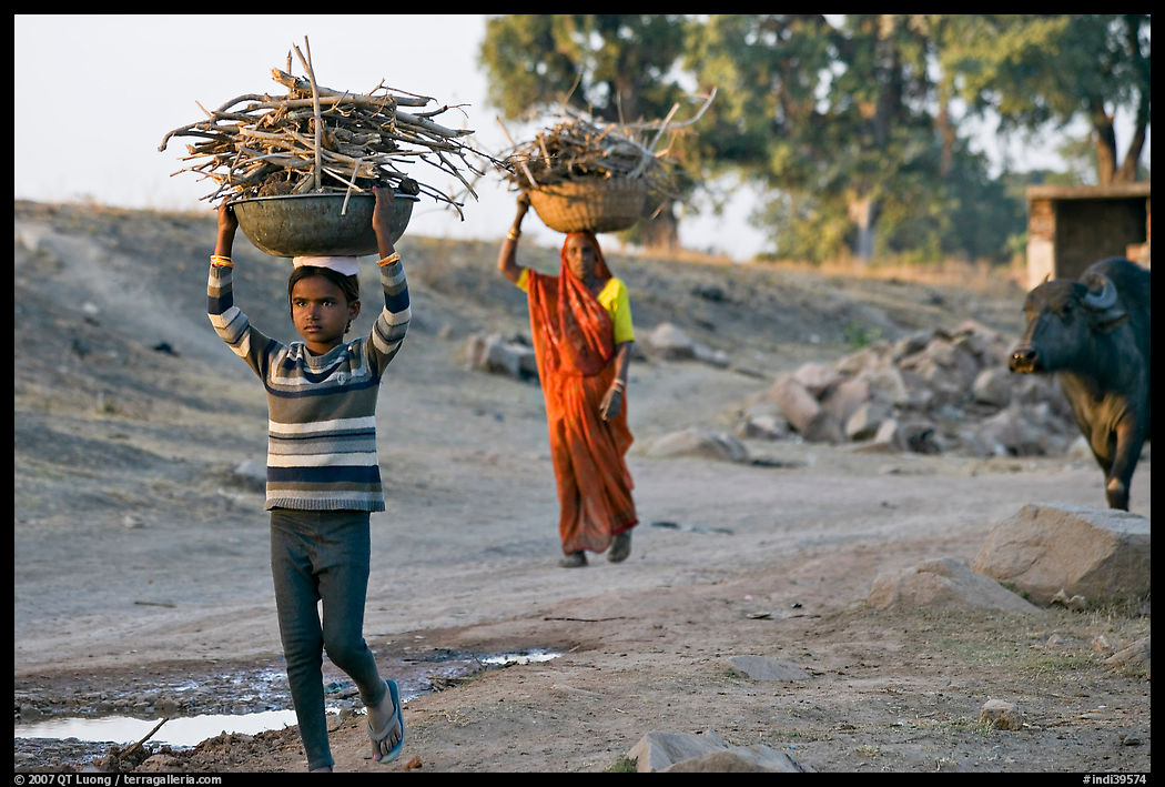 Villagers gathering wood. Khajuraho, Madhya Pradesh, India
