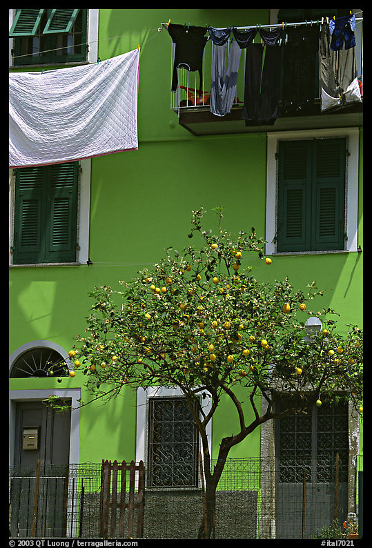 Green house facade with tree and hanging laundry, Riomaggiore. Cinque Terre, Liguria, Italy