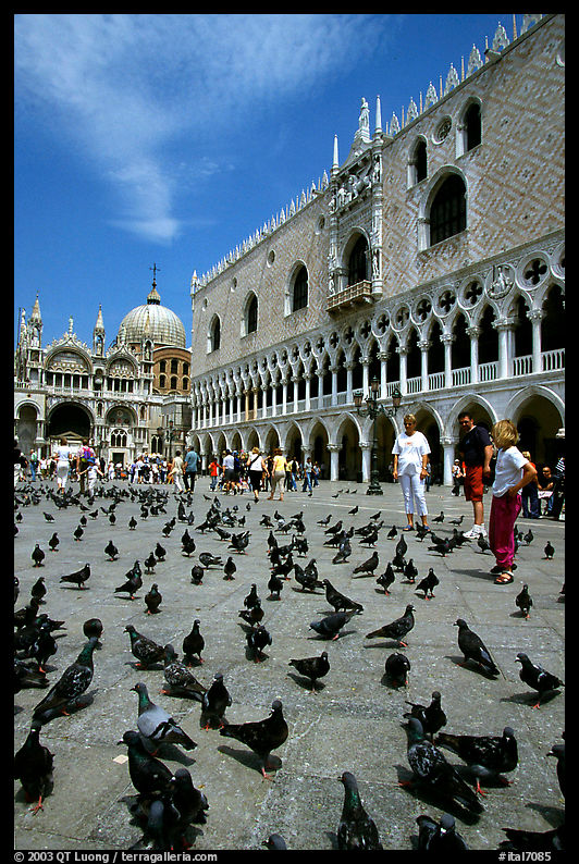 Pigeons, Palazzo Ducale, Basilica San Marco. Venice, Italy