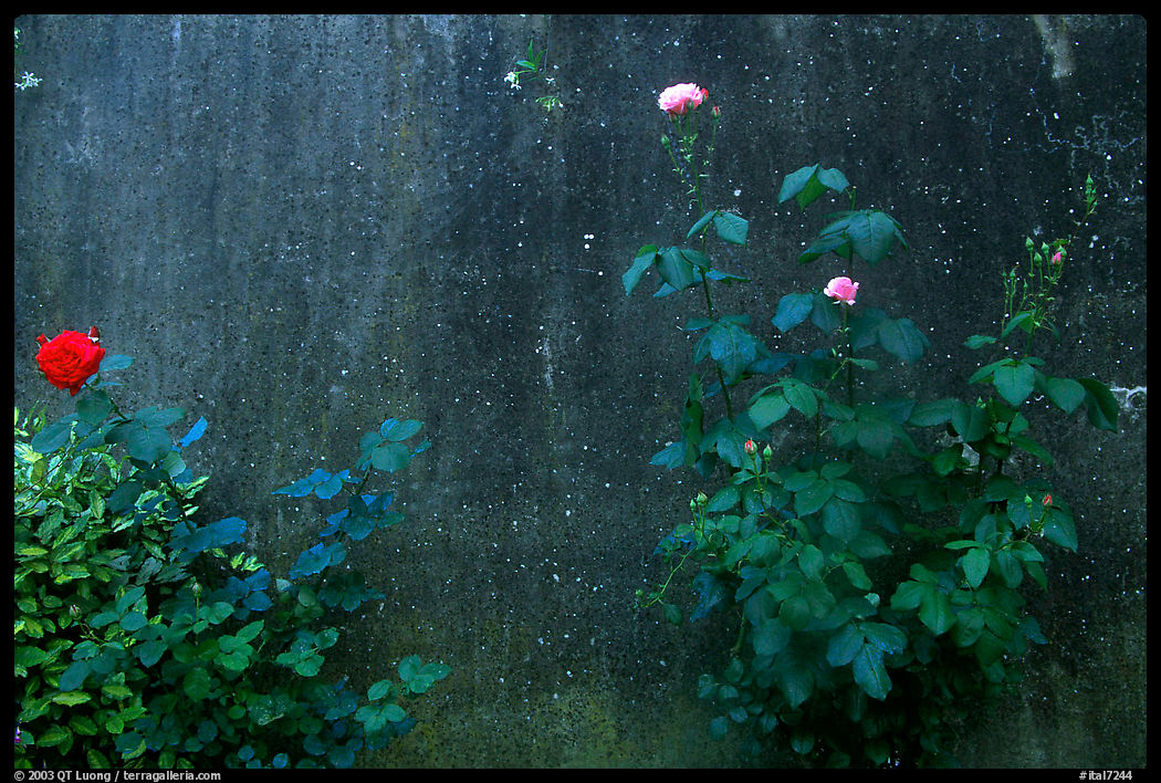 Roses and wall. San Gimignano, Tuscany, Italy