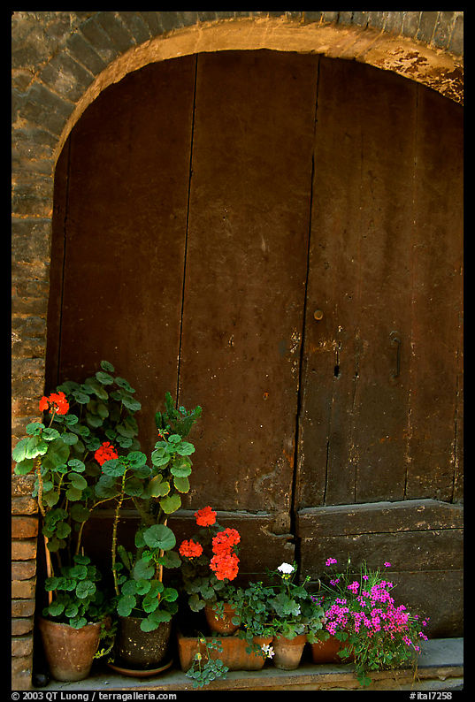 Old wooden door and flowers. San Gimignano, Tuscany, Italy