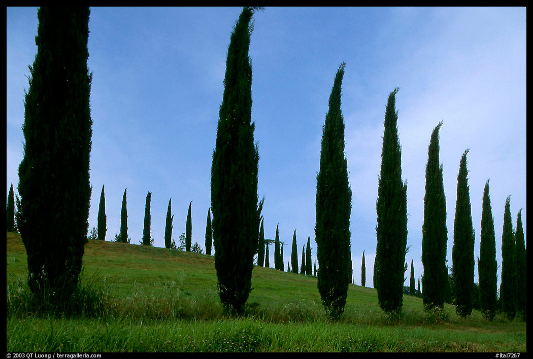 Cypress rows typical of the Tuscan landscape. Tuscany, Italy