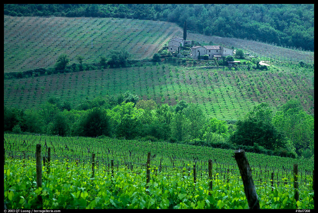 Vineyard in the Chianti region. Tuscany, Italy