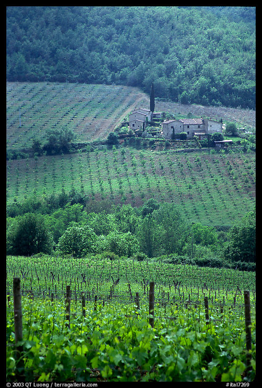 Vineyard in the Chianti region. Tuscany, Italy