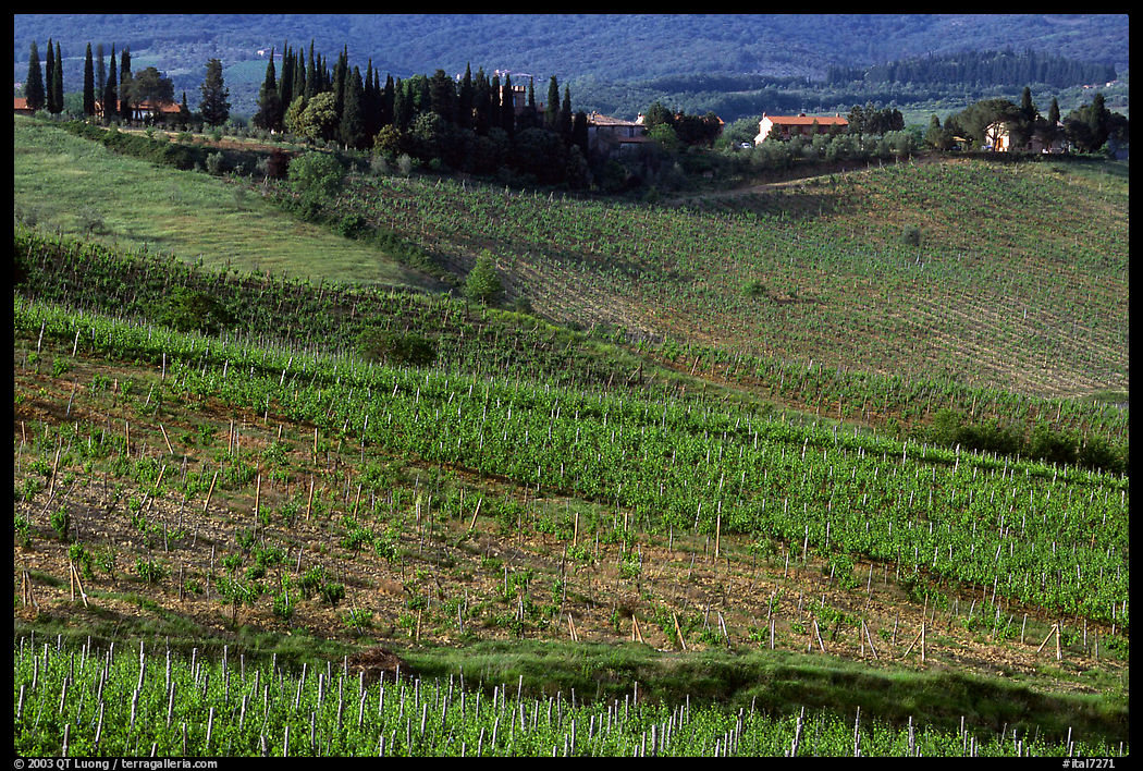 Vineyard in the Chianti region. Tuscany, Italy