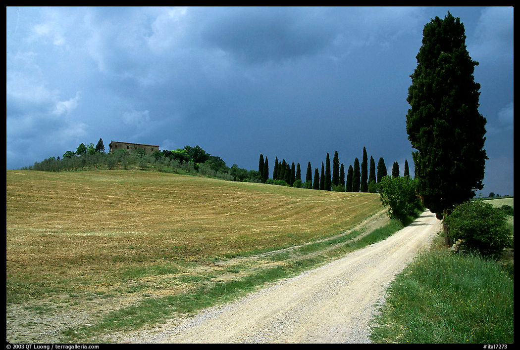 Path lined with cypress trees, Le Crete region. Tuscany, Italy