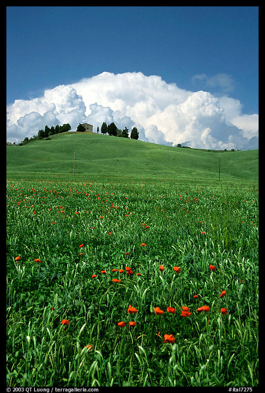 Poppies in field and cloud above distant ridge. Tuscany, Italy