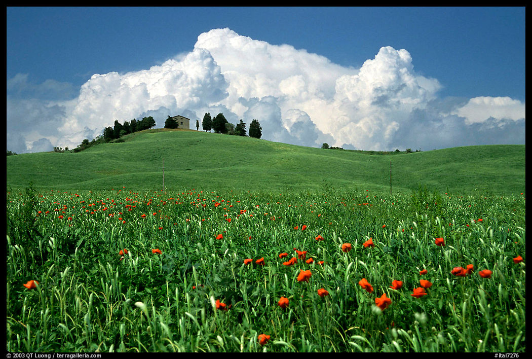 Poppies in field and cloud above distant ridge. Tuscany, Italy