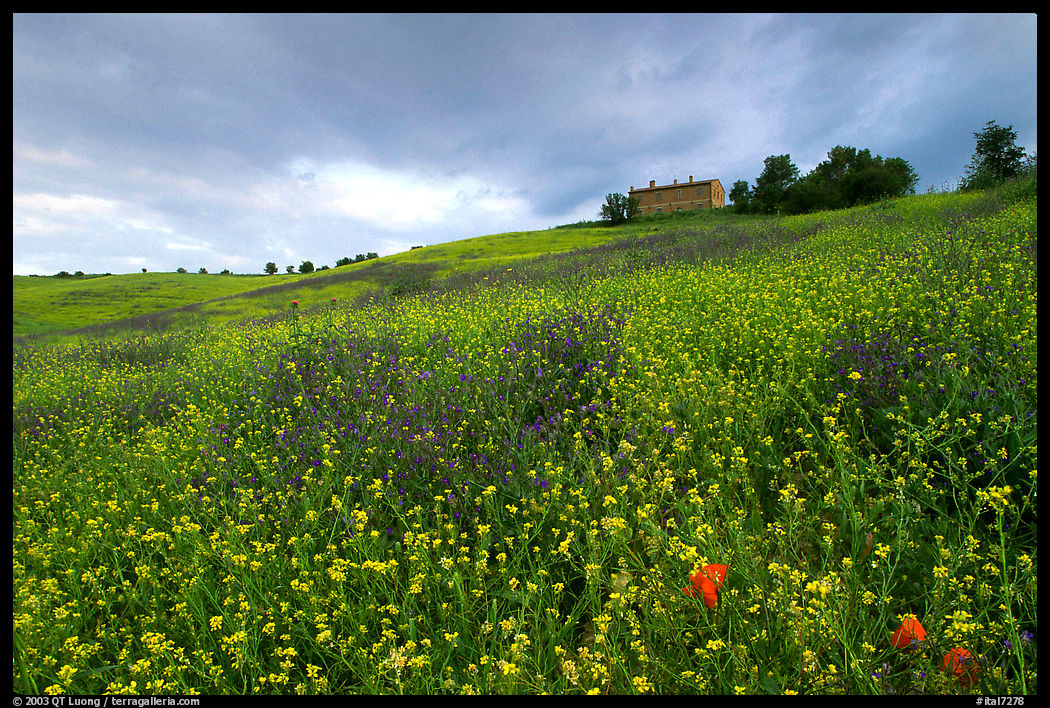 Spring wildflowers and house on hill. Tuscany, Italy