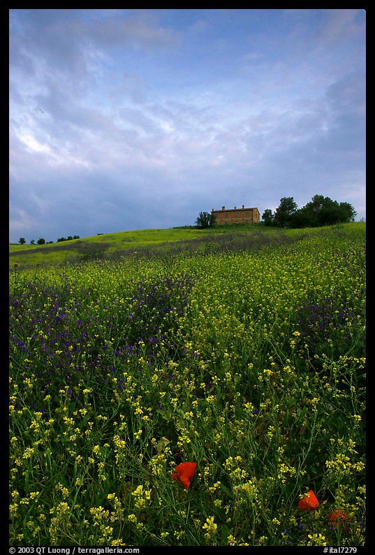 Spring wildflowers and house on hill. Tuscany, Italy