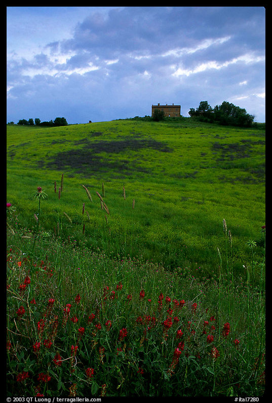 Spring wildflowers and house on hill. Tuscany, Italy