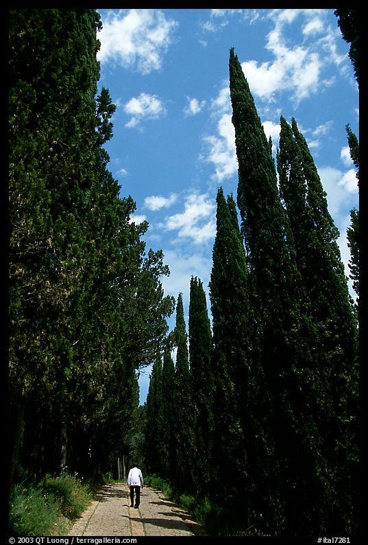 Alley bordered by cypress trees. Tuscany, Italy