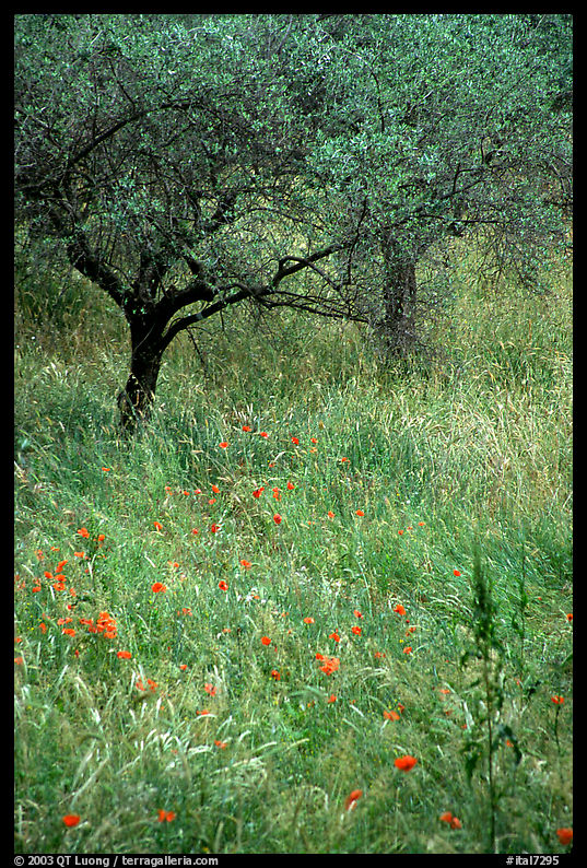 Olive trees and grasses, Villa Adriana. Tivoli, Lazio, Italy