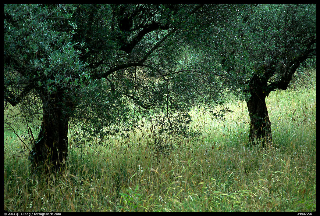 Olive trees and grasses, Villa Hadriana. Tivoli, Italy