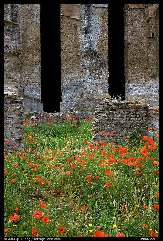 Red poppies and ruins of the Praetorium, Villa Hadriana. Tivoli, Lazio, Italy