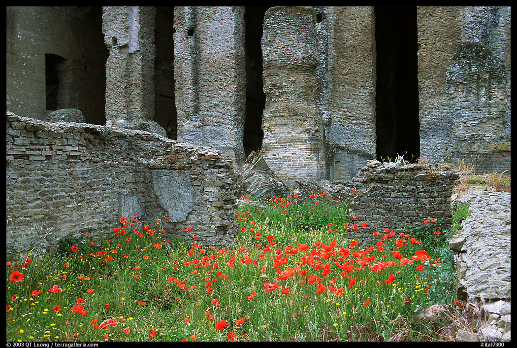Red poppies and ruins of the Praetorium, Villa Adriana. Tivoli, Lazio, Italy