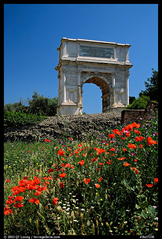 Popies and Arch of Titus, Roman Forum. Rome, Lazio, Italy