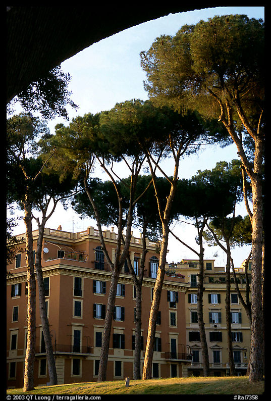 Pines trees and houses. Rome, Lazio, Italy