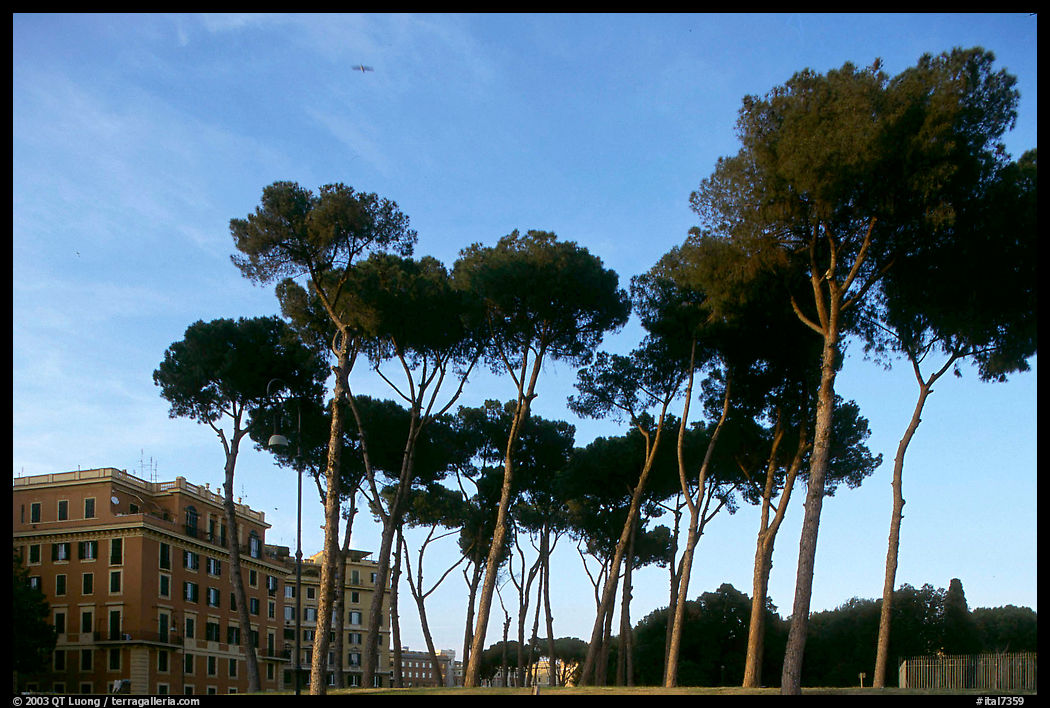 Pines trees and houses. Rome, Italy