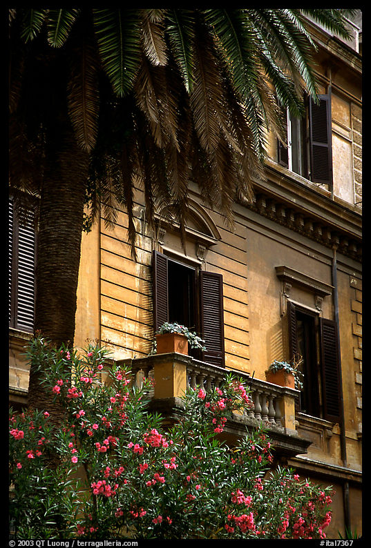 Palm tree and building. Rome, Lazio, Italy