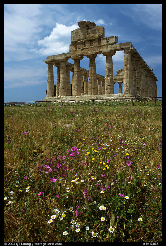 Wilflowers and Tempio di Cerere (Temple of Ceres). Campania, Italy