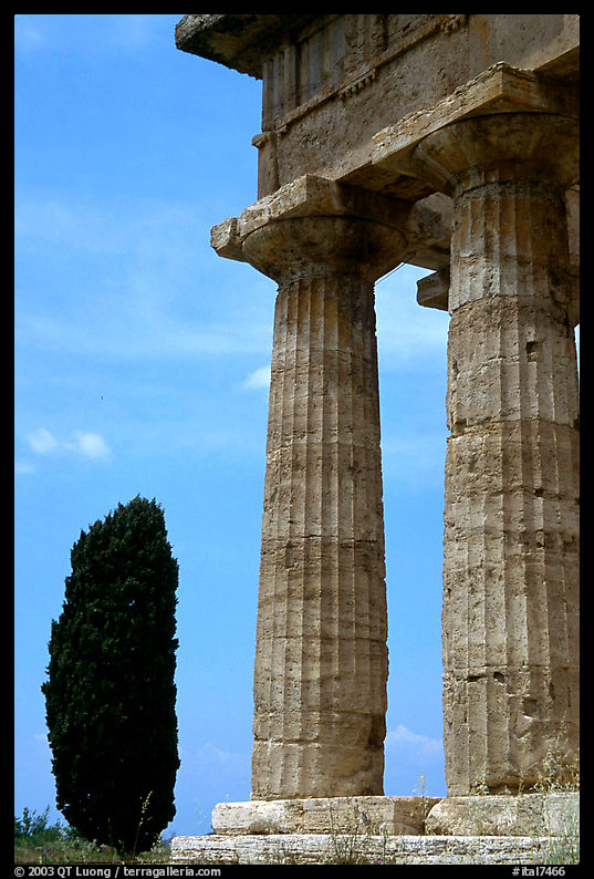 Cypress and columns of Doric Greek Temple of Neptune. Campania, Italy