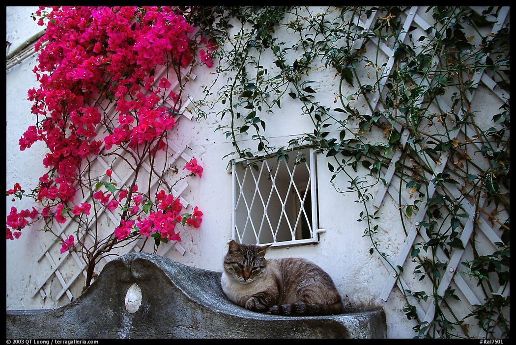 Cat and white walls with red flowers, Positano. Amalfi Coast, Campania, Italy
