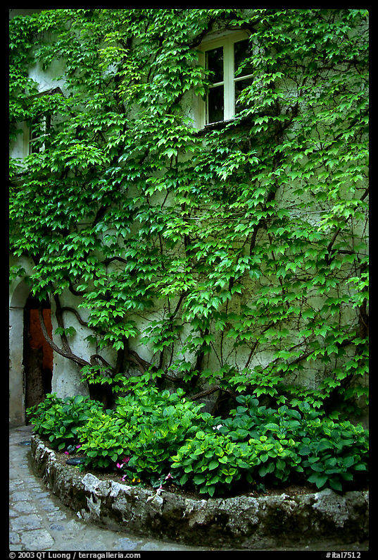 Ivy-covered wall in a Courtyard inside Villa Rufulo, Ravello. Amalfi Coast, Campania, Italy