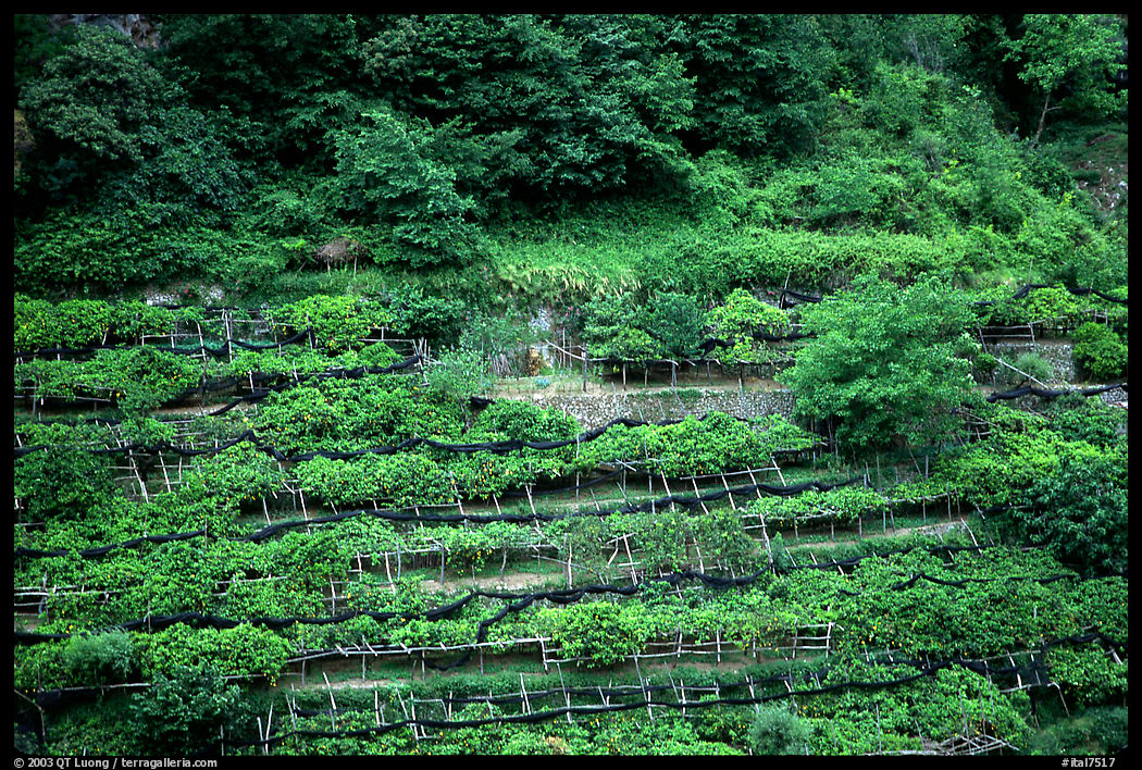 Steep hillside terraces with lemon trees. Amalfi Coast, Campania, Italy