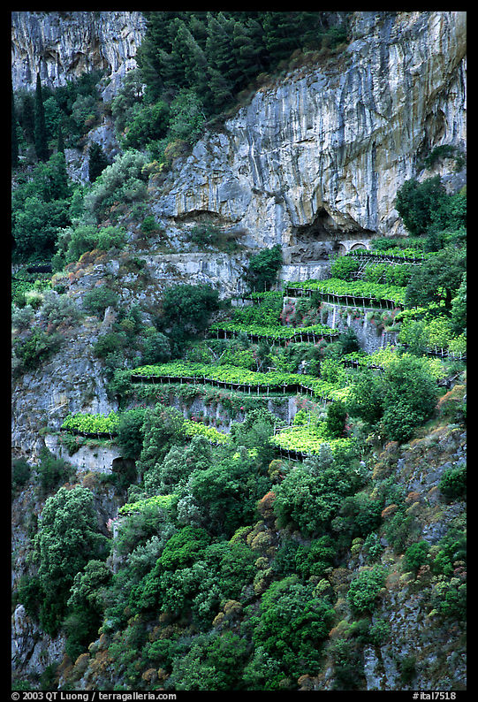 Cliffs and hillside terraces cultivated with lemons. Amalfi Coast, Campania, Italy