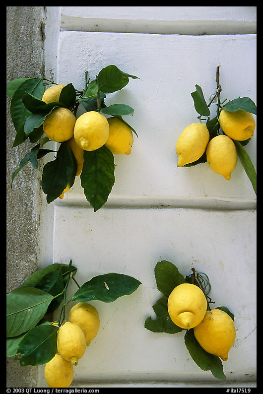 Lemons and wall. Amalfi Coast, Campania, Italy