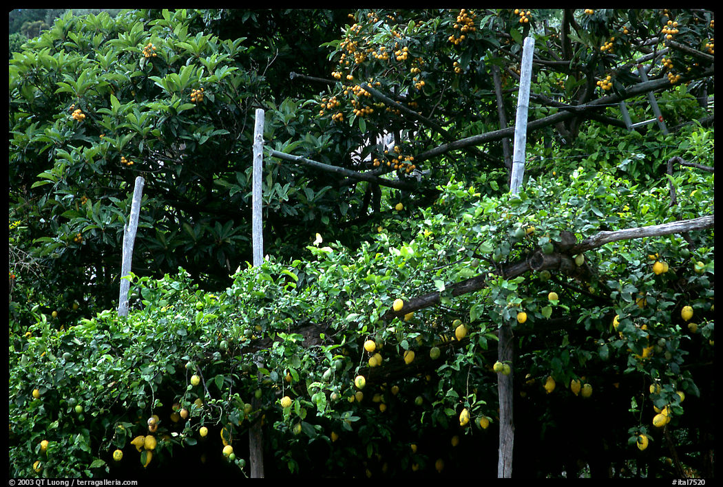 Lemon trees. Amalfi Coast, Campania, Italy