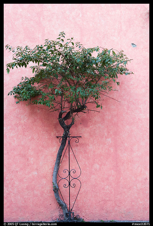 Wall and tree, Tlaquepaque. Jalisco, Mexico