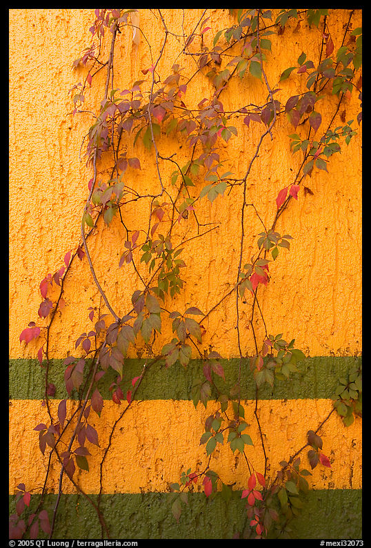 Wall and plant, La Posada bed and breakfast, Tlaquepaque. Jalisco, Mexico