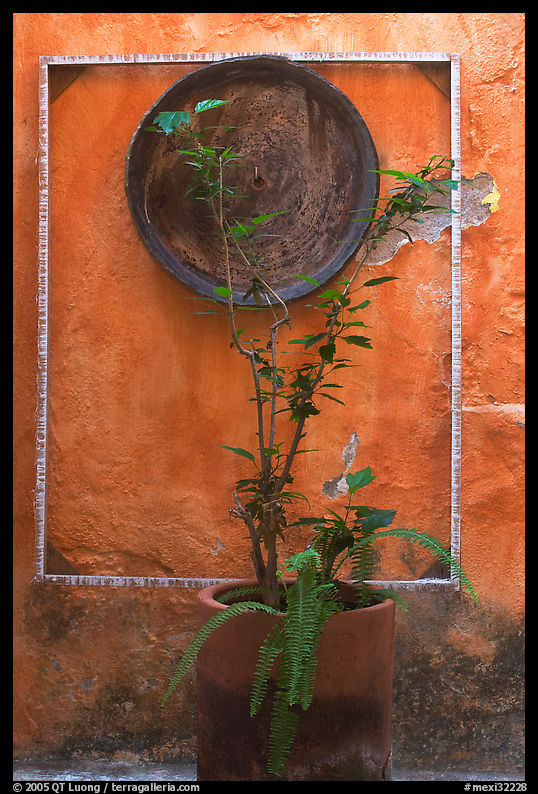 Potted plant and decorative platter on a wall, Puerto Vallarta, Jalisco. Jalisco, Mexico