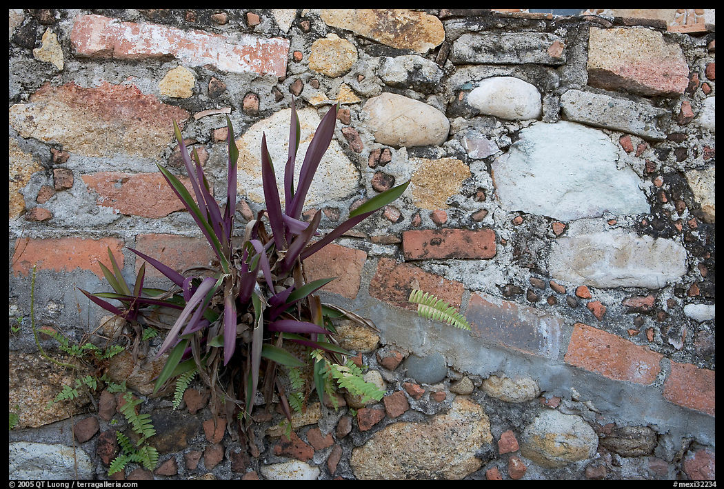 Succulent plant growing out of old wall, Puerto Vallarta, Jalisco. Jalisco, Mexico