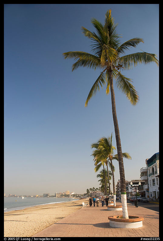 Palm trees on the Malecon, morning, Puerto Vallarta, Jalisco. Jalisco, Mexico