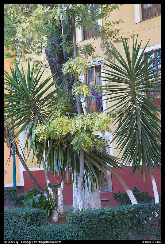 Vegetation and houses in  Jardin de la Reforma. Guanajuato, Mexico
