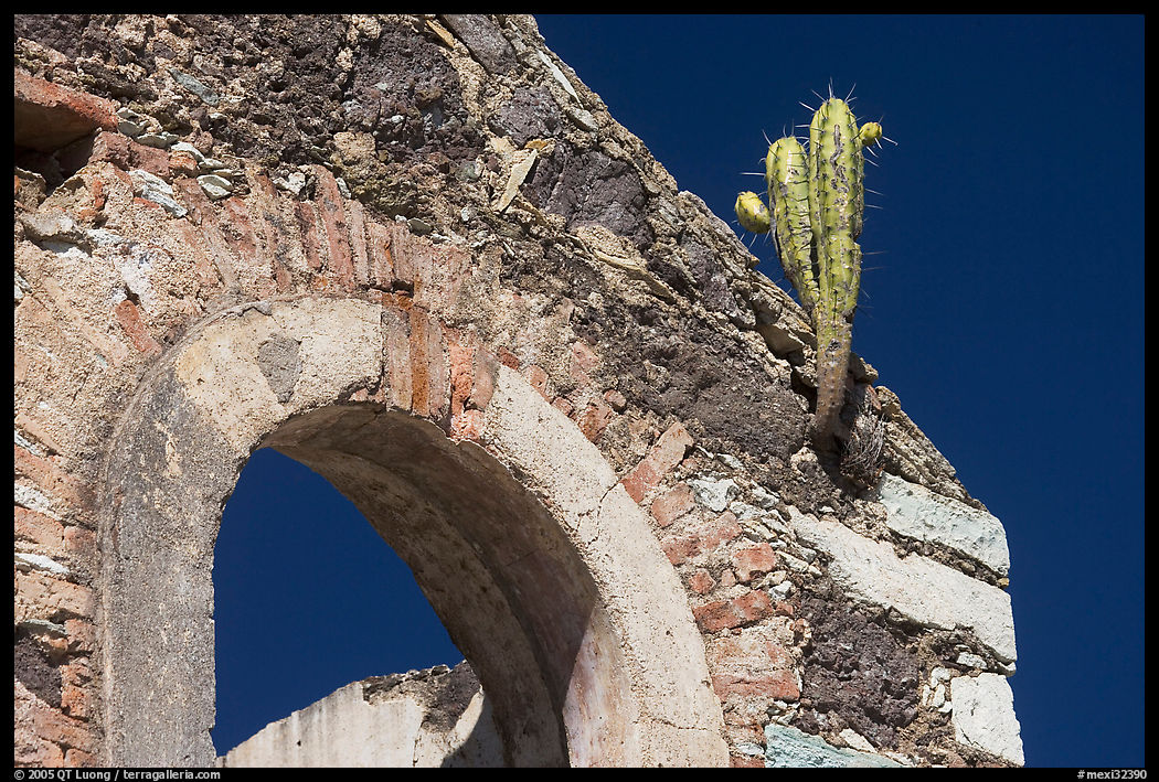 Cactus growing out of ruined house. Guanajuato, Mexico