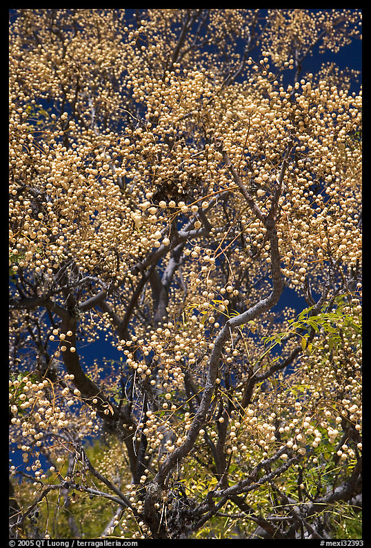 Tree with yellow fruits. Guanajuato, Mexico