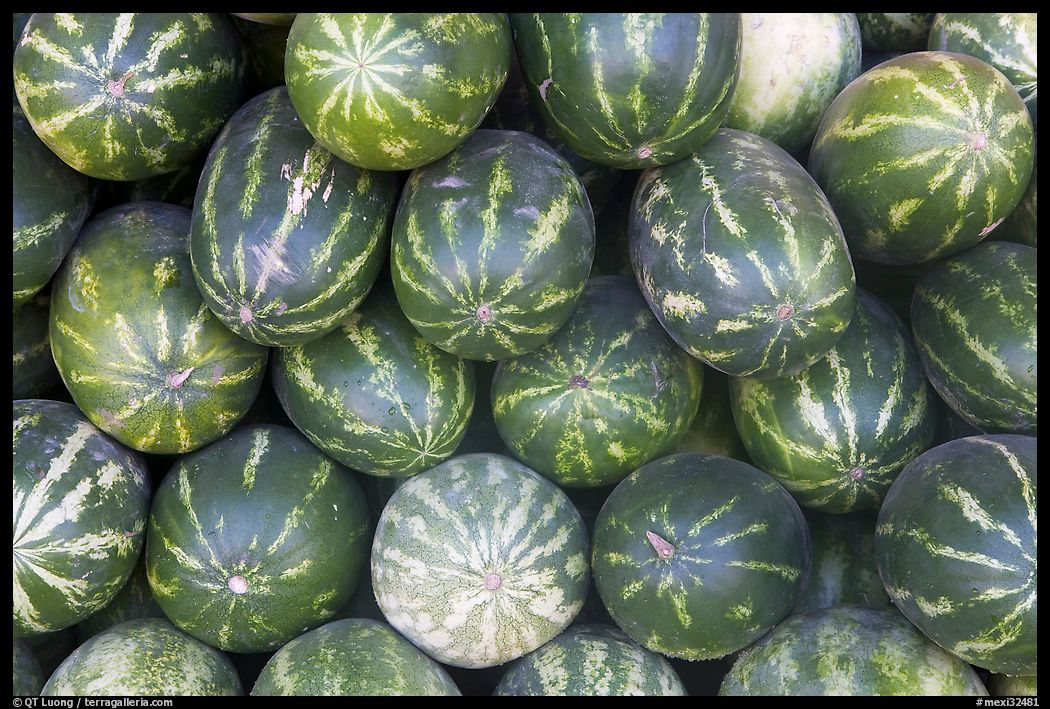 Watermelons. Mexico