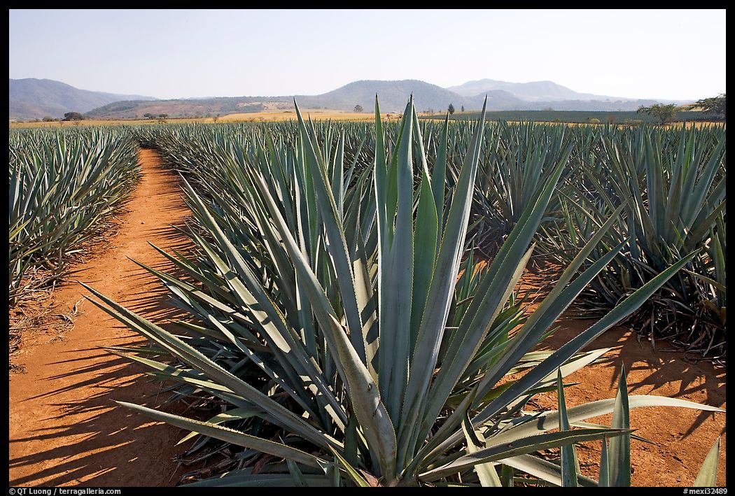Agave field cultivated to make Tequila. Mexico