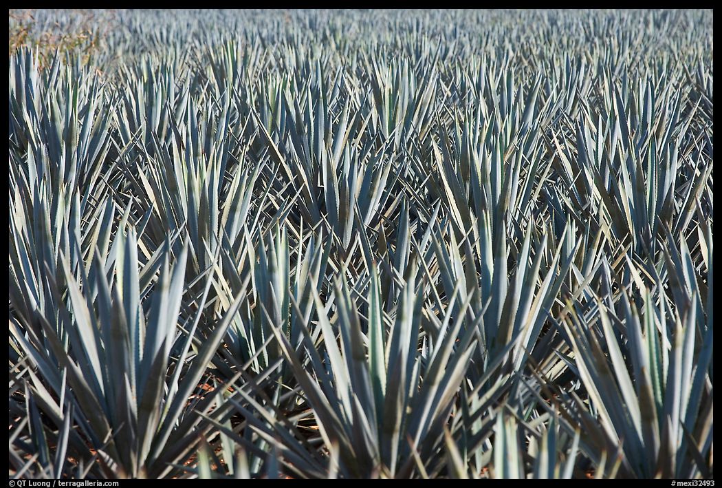 Blue agaves near Tequila. Mexico